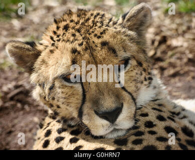 Face of captive Cheetah lying on the ground Stock Photo