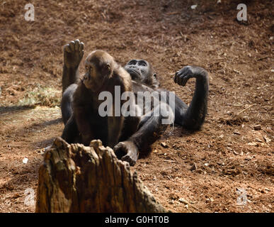 Captive mother Gorilla lying on ground while playing with baby Stock Photo