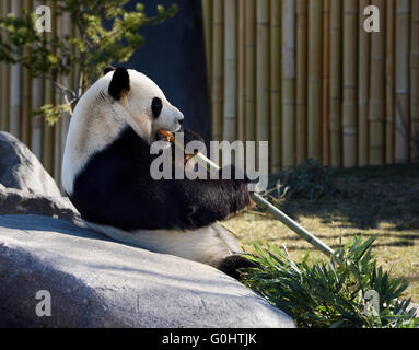 Giant Panda Bear eating bamboo in the sun while leaning on a rock Stock Photo