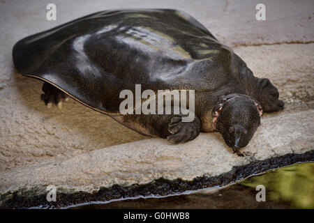 Captive Nile Softshell Turtle lounging by a pond Stock Photo