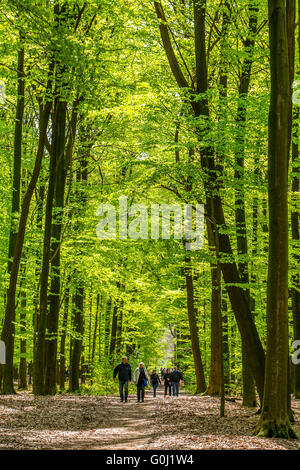 Beech forest in spring, in a wooded area of the Hohe Mark-Westmünsterland area,in Haltern am See, Germany Stock Photo