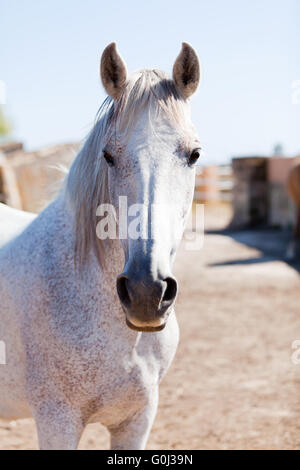 beautiful pura raza espanola pre andalusian horse Stock Photo
