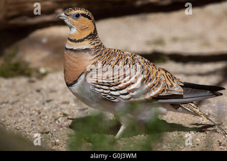 Pin-tailed sandgrouse (Pterocles alchata) at Dresden Zoo, Saxony, Germany. Stock Photo