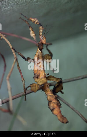 Giant prickly stick insect (Extatosoma tiaratum), also known as the Australian walking stick at Dresden Zoo, Saxony, Germany. Stock Photo