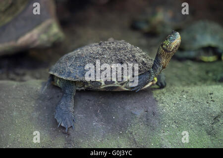 Chinese stripe-necked turtle (Ocadia sinensis), also known as the golden thread turtle at Dresden Zoo, Saxony, Germany. Stock Photo