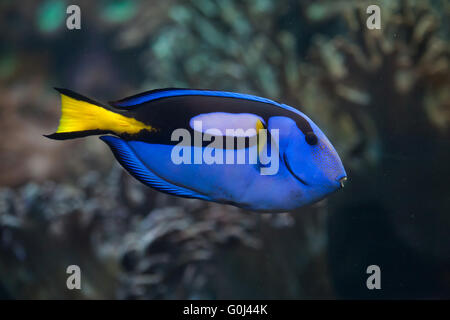 Blue surgeonfish (Paracanthurus hepatus), also known as the blue tang at Dvur Kralove Zoo, Czech Republic. Stock Photo