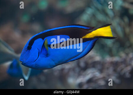 Blue surgeonfish (Paracanthurus hepatus), also known as the blue tang at Dvur Kralove Zoo, Czech Republic. Stock Photo