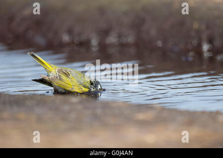 Black-throated finch Melanodera melanodera, male, bathing in shallow pool, Sea Lion Island, Falkland Islands in December. Stock Photo