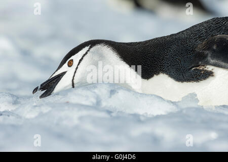 Chinstrap penguin Pygoscelis antarctica, adult, picking up ice, Elephant Island, South Atlantic in January. Stock Photo