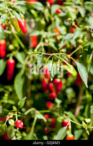 spicy red hot chilli pepper on tree in summer outdoor Stock Photo