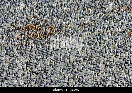 KIng penguin Aptenodytes patagonicus, colony with young and adults, Salisbury Plain, South Georgia in December 2013. Stock Photo