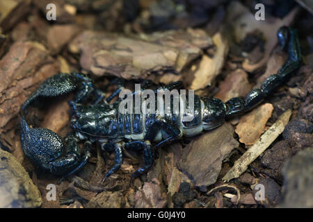 Emperor scorpion (Pandinus imperator) at Dresden Zoo, Saxony, Germany. Stock Photo