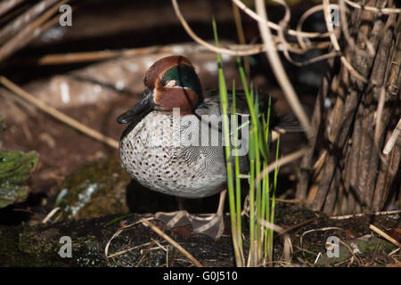 Eurasian teal (Anas crecca), also known as the common teal at Dresden Zoo, Saxony, Germany. Stock Photo