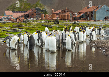 King penguin Aptenodytes patagonicus, adults, bathing & preening by whaling station, Stromness, South Georgia in December 2013. Stock Photo