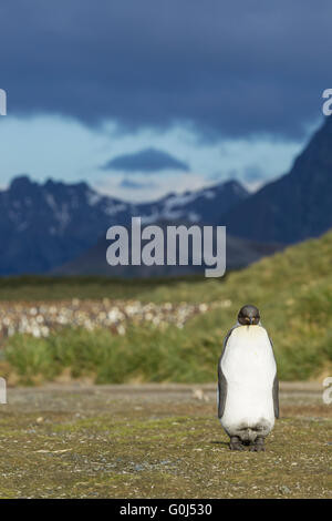 KIng penguin Aptenodytes patagonicus, adult, standing in front of breeding colony, Salisbury Plain, South Georgia in December. Stock Photo