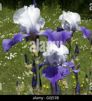 Deutsche Schwerlilie; Harbor Blue Stock Photo