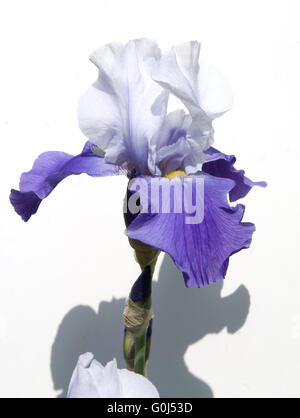 Deutsche Schwerlilie; Harbor Blue Stock Photo