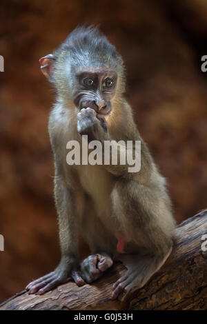Little drill monkey (Mandrillus leucophaeus) at Dvur Kralove Zoo, Czech Republic. Stock Photo