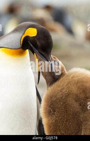 King penguin Aptenodytes patagonicus, adult feeding chick, St. Andrew's Bay, South Georgia in January. Stock Photo
