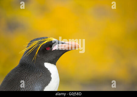 Macaroni penguin Eudyptes chrysolophus, adult, portrait against lichen-covered rocks, Hercules Bay, South Georgia in December. Stock Photo