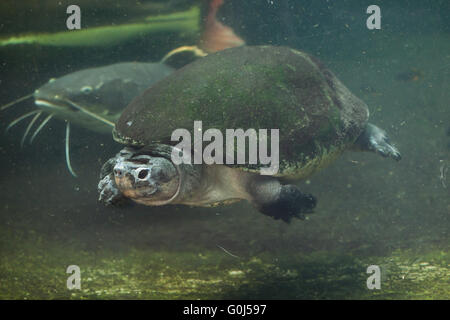 Malaysian giant turtle (Orlitia borneensis), also known as the Bornean river turtle at Dvur Kralove Zoo, Czech Republic. Stock Photo