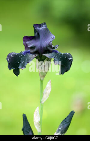 Hohe Bart-Iris, Hello Darkness Stock Photo