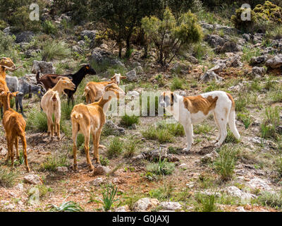 Herding goats. Sierra de las Nieves Natural Park. Málaga Andalusia, Spain Europe Stock Photo