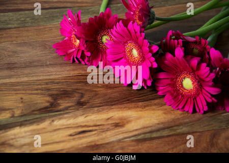 Gerbera flower Stock Photo
