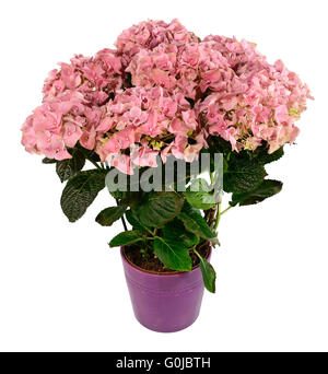 Pink hydrangeas in pot, isolated on white. Stock Photo