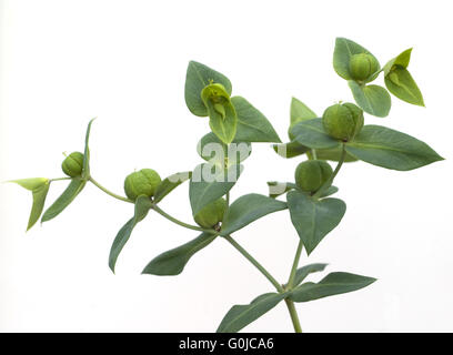 Kreuzblaettrige Wolfsmilch, Euphorbia lathyrus Stock Photo