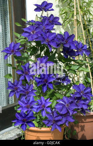 Clematis; The President