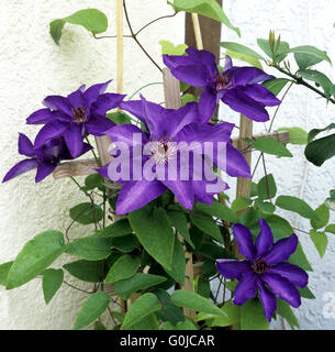 Clematis; The President