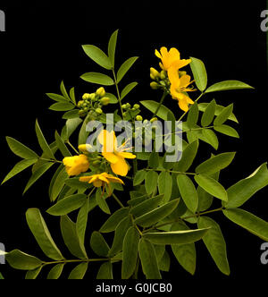 Cassia senna Stock Photo