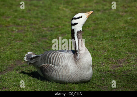 Bar-headed goose (Anser indicus) at Dresden Zoo, Saxony, Germany. Stock Photo