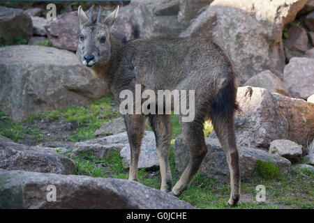 Chinese goral (Nemorhaedus griseus), also known as the grey long-tailed goral at Dresden Zoo, Saxony, Germany. Stock Photo