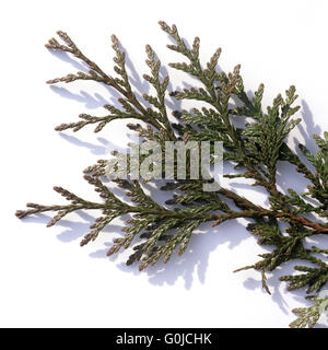 Lebensbaum, Thuja Stock Photo