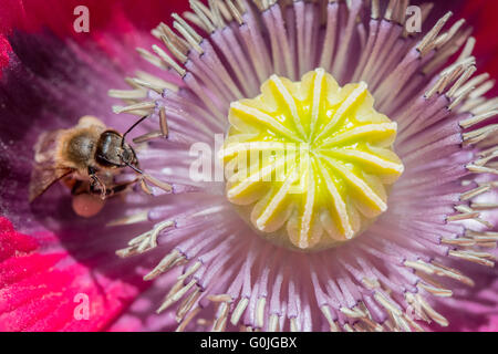 Macro Shot of Honey Bee inside Poppy Flower with yellow anther Stock Photo