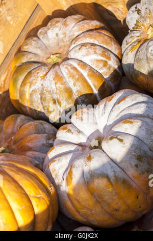 Muscade de Provence cucurbita pumpkin pumpkins from autumn harvest Stock Photo