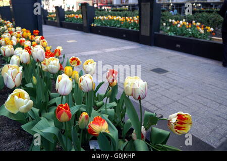 Spring tulips at the Vietnam Veterans Memorial Plaza, New York City, NY, USA Stock Photo