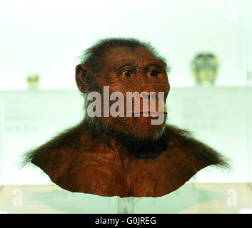 Modell, subject, mockup, primordial human being Lucy, Natural History Museum of Basel, Basel, Switzerland / (Australophitecus afarensis) Stock Photo