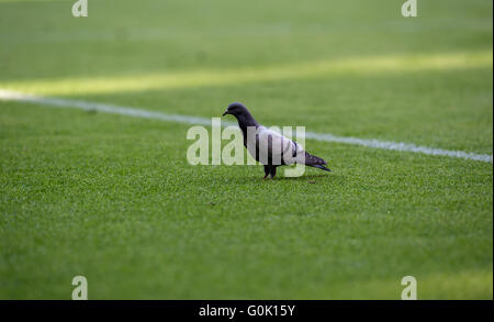Munich, Germany. 30th Apr, 2016. A pigeon sits on the pitch during the German Bundesliga soccer match between Bayern Munich and Borussia Moenchengladbach at the Allianz Arena in Munich, Germany, 30 April 2016. Photo: SVEN HOPPE/dpa/Alamy Live News Stock Photo