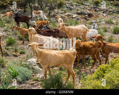 Herding goats. Sierra de las Nieves Natural Park. Málaga Andalusia, Spain Europe