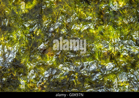 dry seaweed background Stock Photo