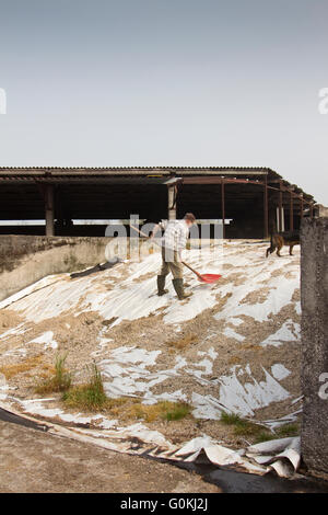 Man sweeping off the gravel used to weigh dowen the plastic sheet on a silage clamp on a dairy farm in Northern Italy Stock Photo