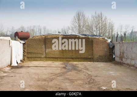 Alfalfa silage on a dairy farm in Northern Italy Stock Photo