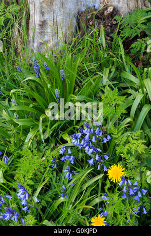 Bluebells and dandelions growing against a dead tree stump, in England. Stock Photo