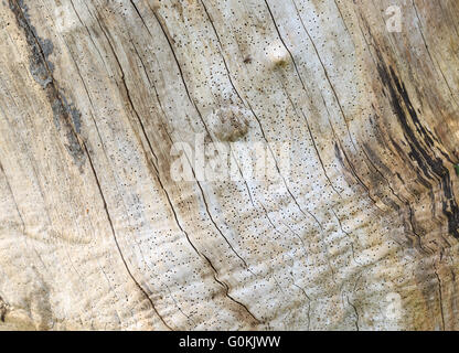 Woodworm holes in a tree caused by common furniture beetle (Anobium punctatum). Stock Photo