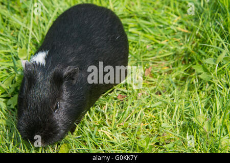 Guinea pig eating grass outside in the garden. Guinea pig (Cavia porcellus) is a popular household pet. Stock Photo