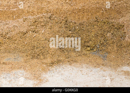 Mouldy maize silage at the base of a maize silage bunker on a dairy farm in Northern Italy Stock Photo