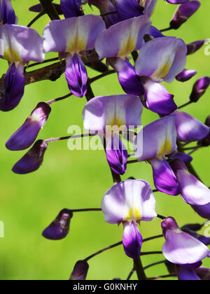 Inflorescence of a wisteria Stock Photo